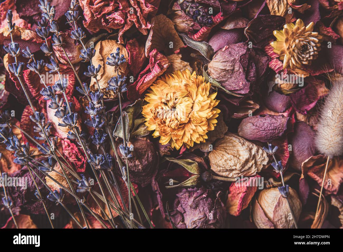 Diversi rosa secco, viola, fiori gialli petali e fiori sparsi. Sfondo floreale artistico vintage. Stile immagine opaca. Foto Stock