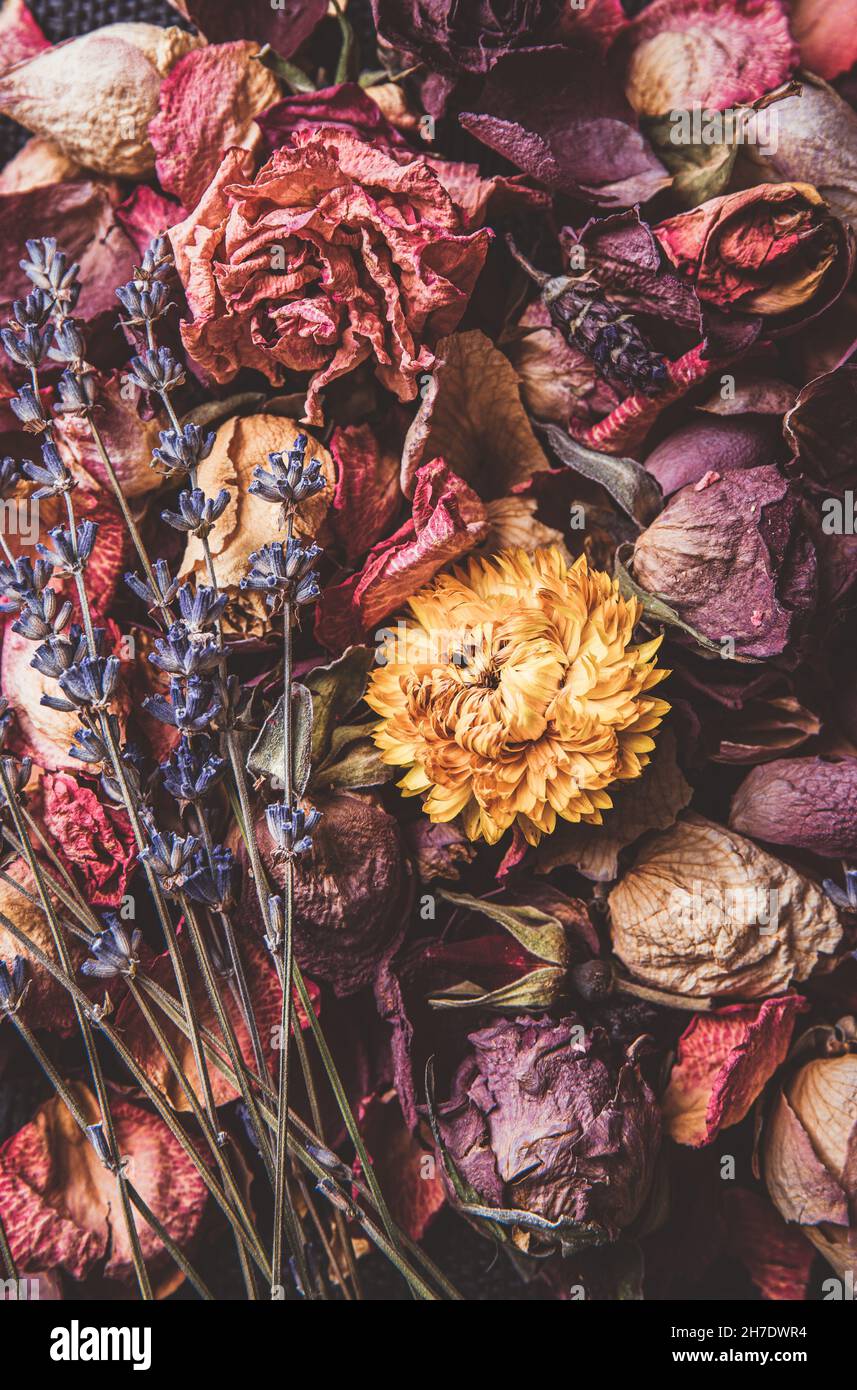 Diversi rosa secco, viola, fiori gialli petali e fiori sparsi. Sfondo floreale artistico vintage. Stile immagine opaca. Foto Stock