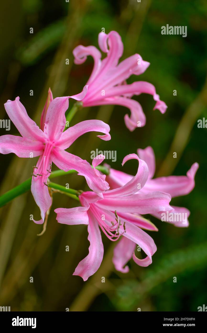 Nerine bowdenii flowers immagini e fotografie stock ad alta risoluzione -  Alamy