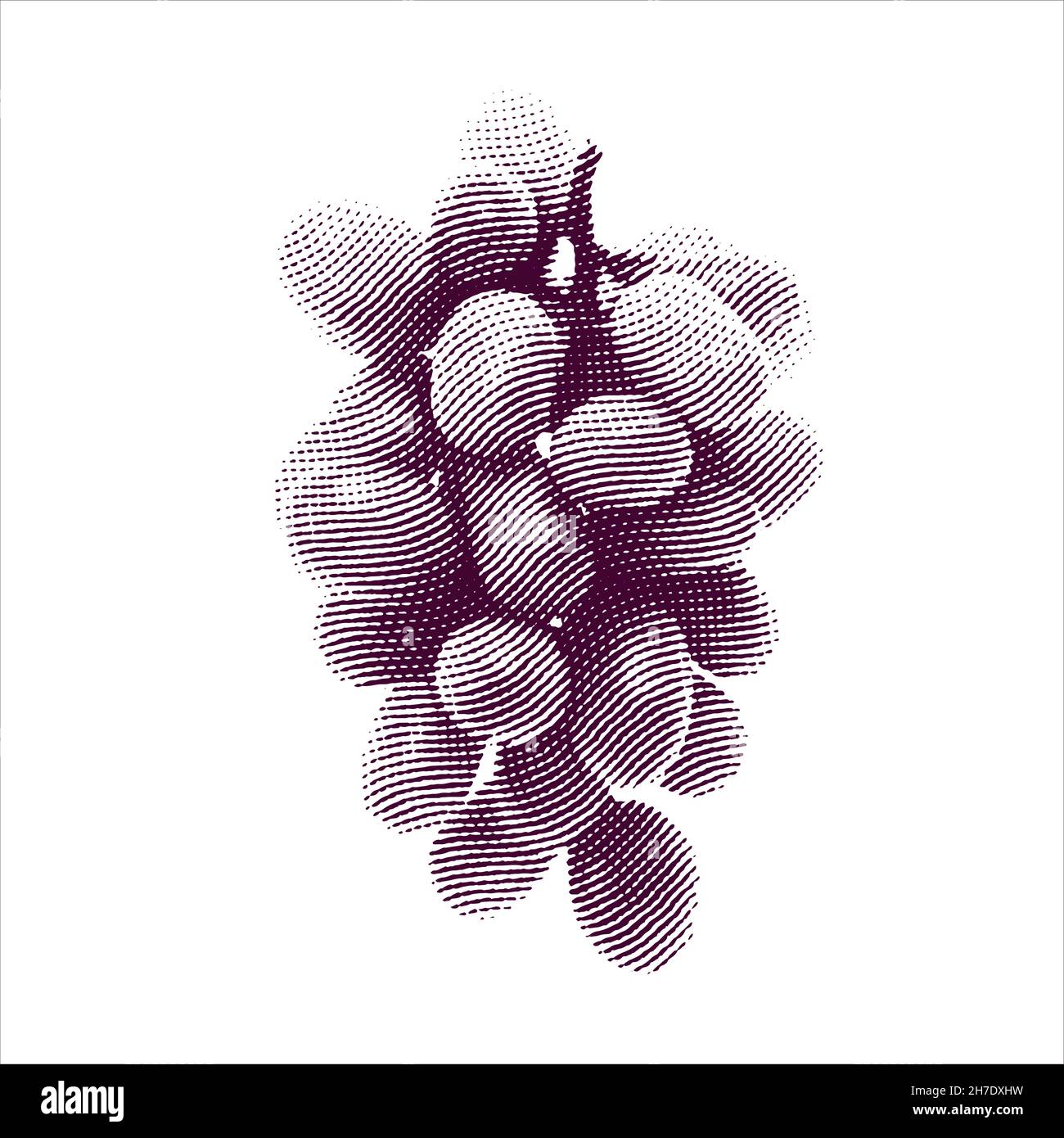 Illustrazione incisa di uve isolate su sfondo bianco Illustrazione Vettoriale