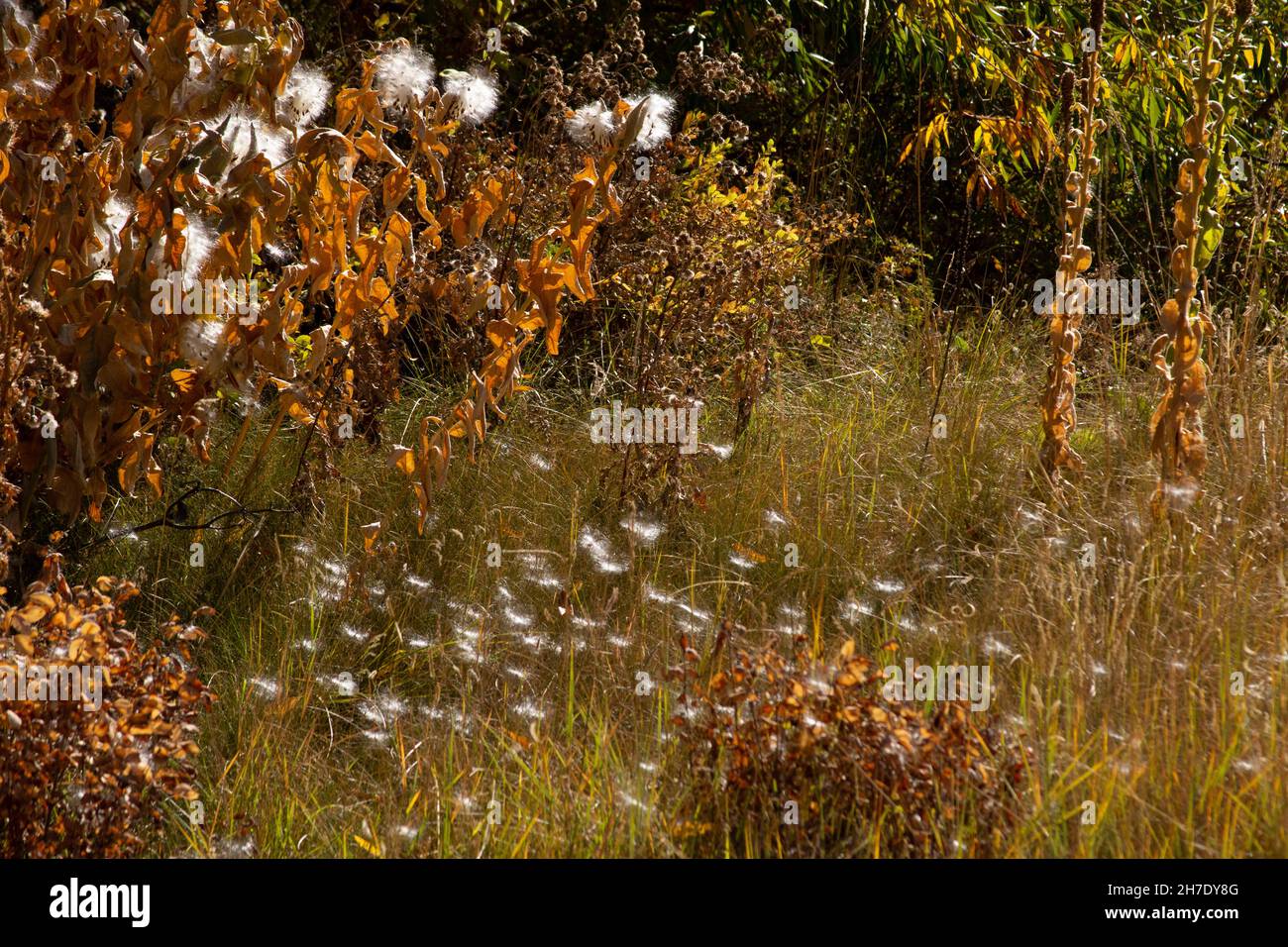 Comune Milkweed, Asclepias siriaca, disperdendo semi per la futura germinazione vicino Colorado Springs, CO. Foto Stock
