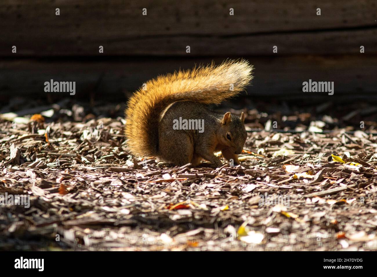 Un orientale scoiattolo di volpe, Scirurus niger, ha la sua coda bushy hightlighed nel sole del mattino. Foto Stock