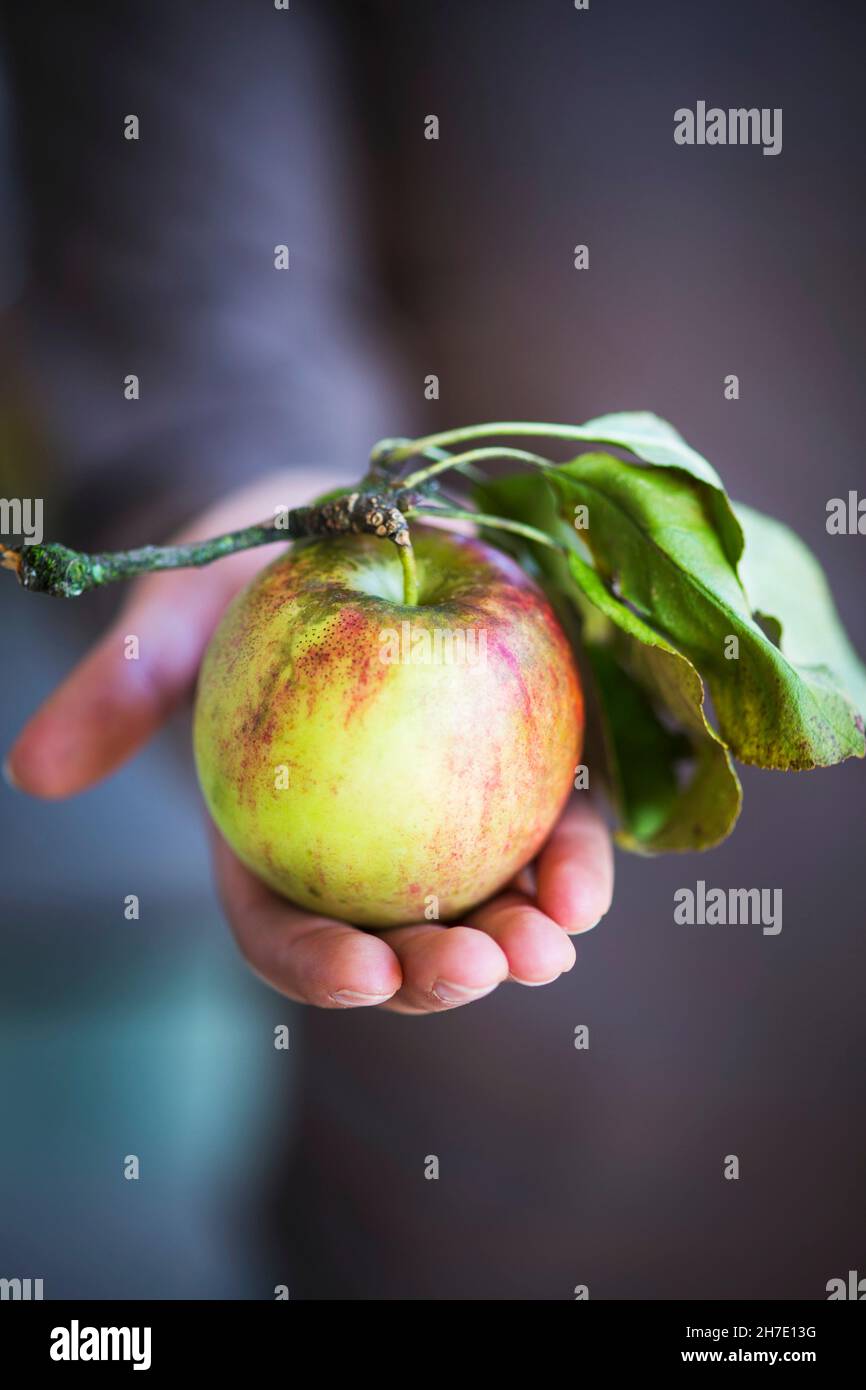 Una donna che tiene una mela con un gambo e una foglia Foto Stock