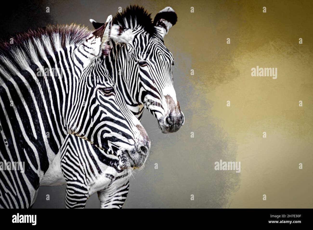 ritratto di due zebre a strisce Foto Stock