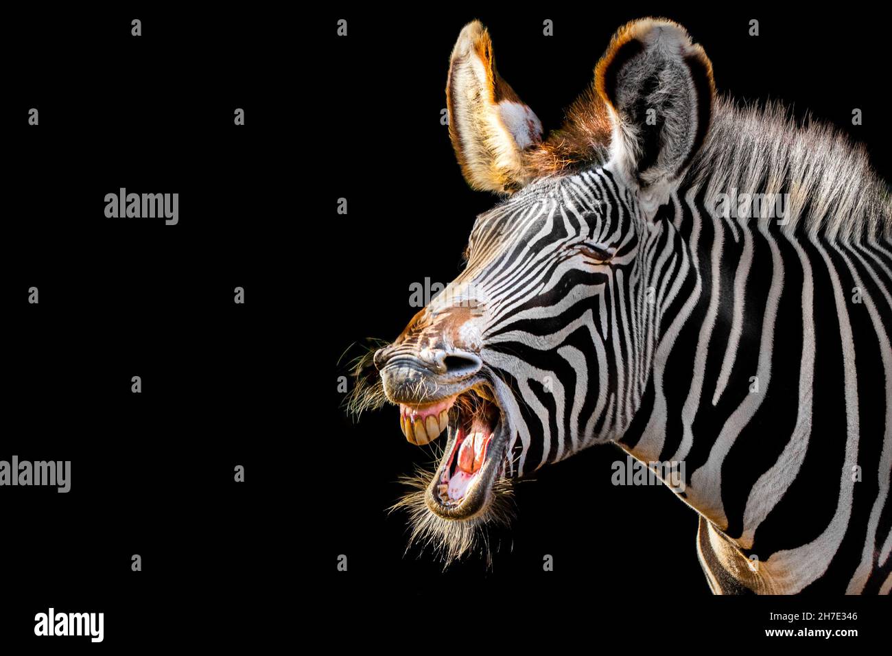 Zebra con bocca aperta ridendo Foto Stock