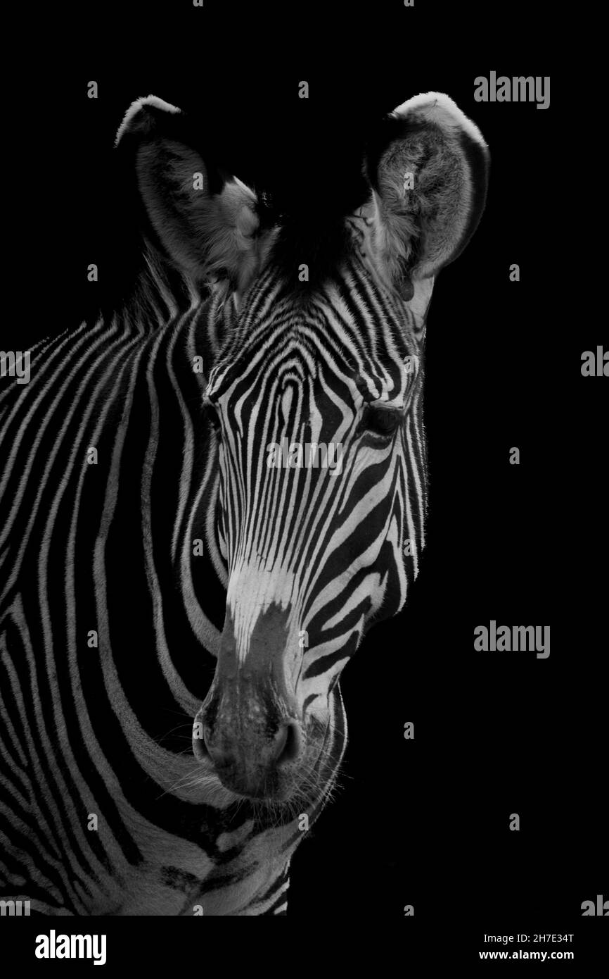 una bella foto d'arte di una zebra su sfondo nero Foto Stock