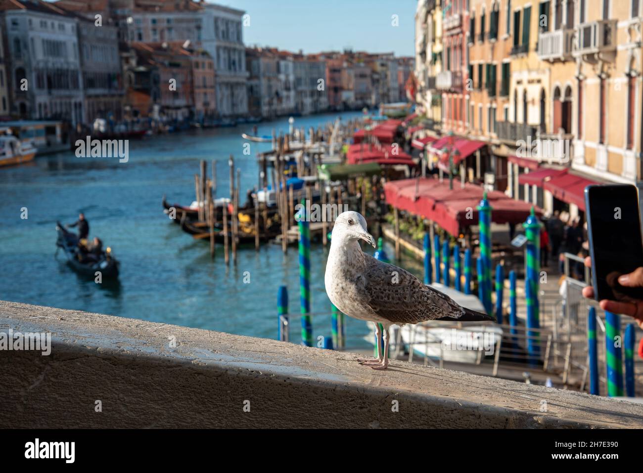 Canal Grande dal Ponte di Rialto a Venezia, una posa di gabbiano, Italia Foto Stock