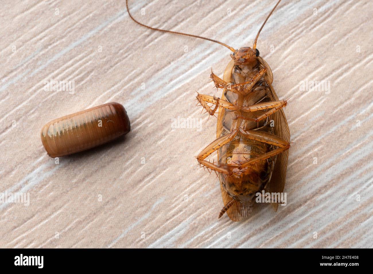 Lo scarafaggio rosso giace sulla schiena vicino a un uovo macro Foto Stock