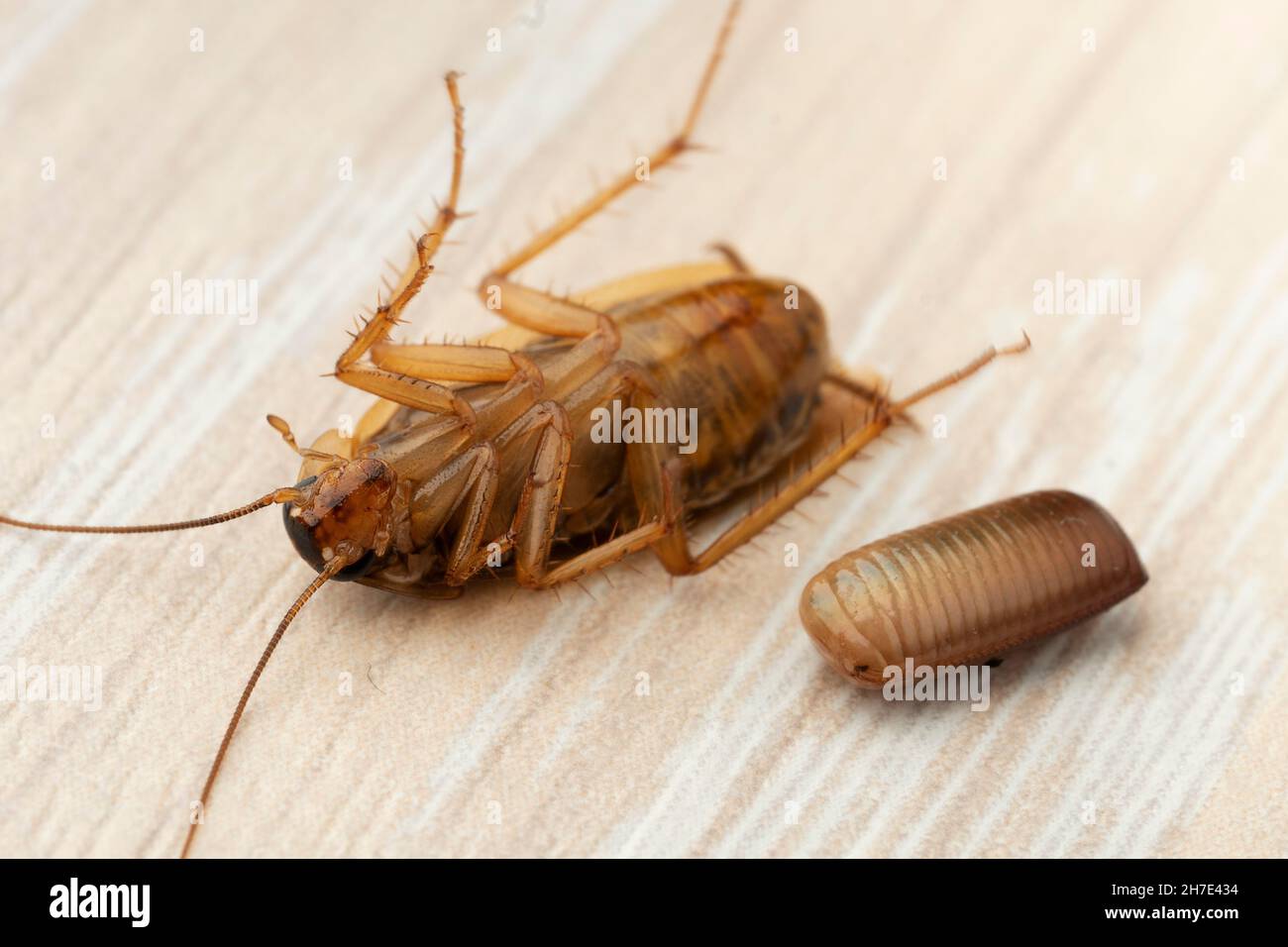 Lo scarafaggio rosso giace sulla schiena vicino a un uovo macro Foto Stock