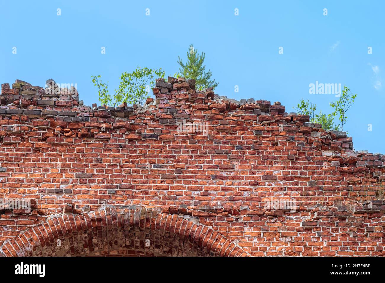 Frammento del vecchio muro di Kirkha della parrocchia di Yakkim fatto di mattoni rossi con un albero che cresce in cima alla città di Lahdenpohja in Karelia. Foto Stock