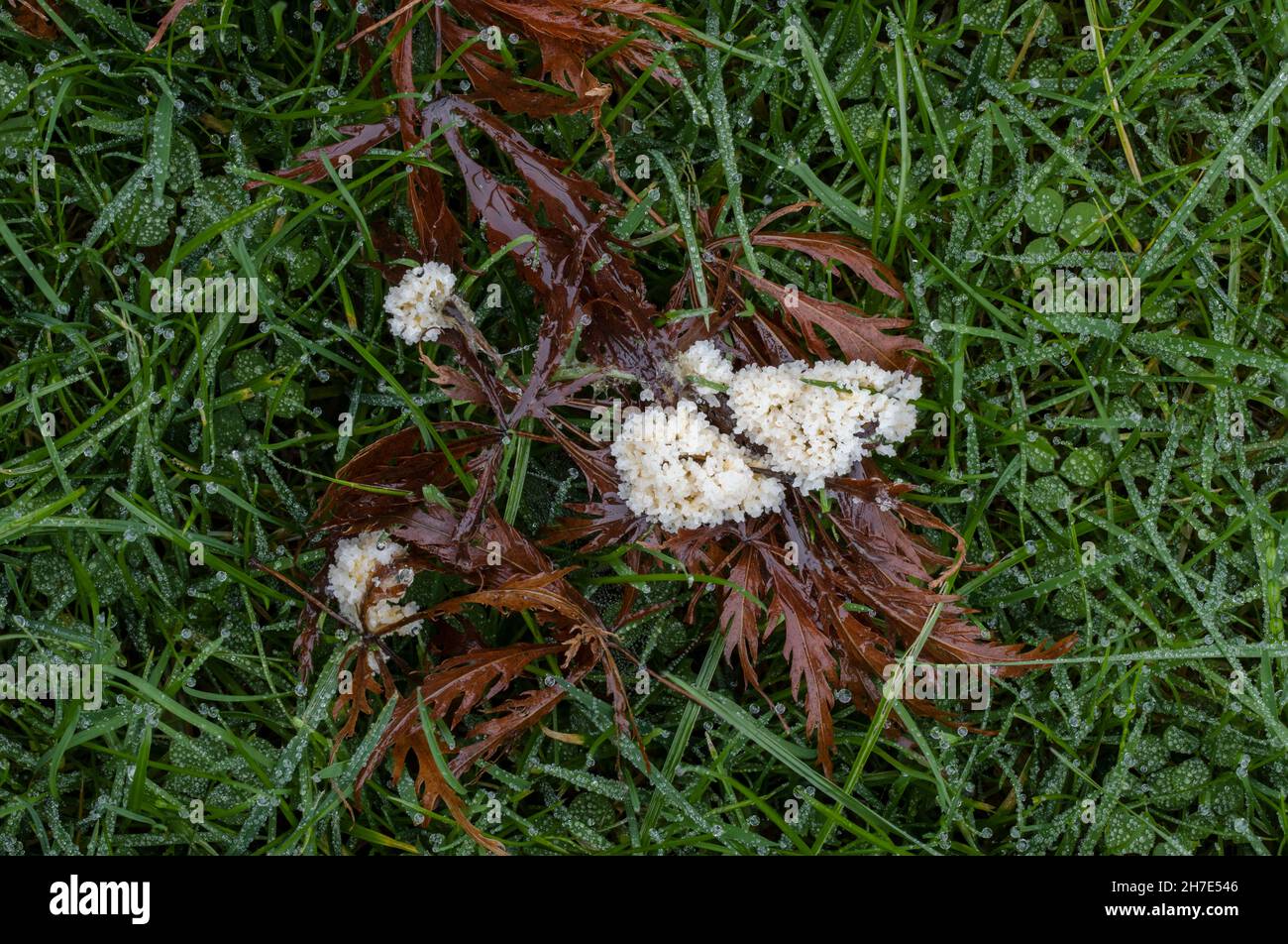 Mucilago crostacei muffa lime crescere su un prato bagnato in Inghilterra in autunno Foto Stock