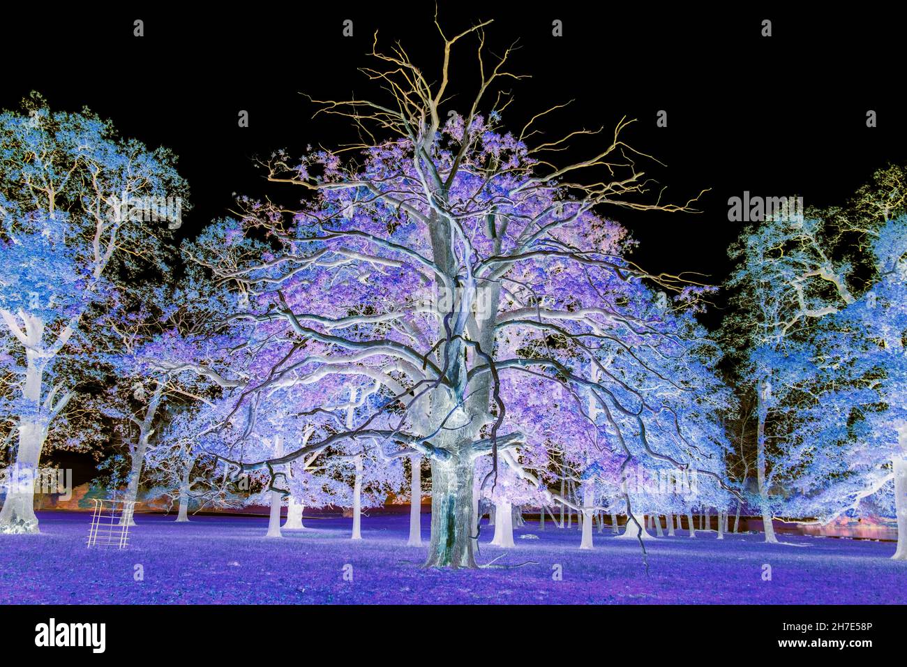 Nella vita e nella morte. Scena fantasy invertita di scheletro di albero morto con un sempreverde vivente dietro, fiancheggiato da alberi nella caduta stagionale delle foglie. Bedfordshire, Regno Unito Foto Stock