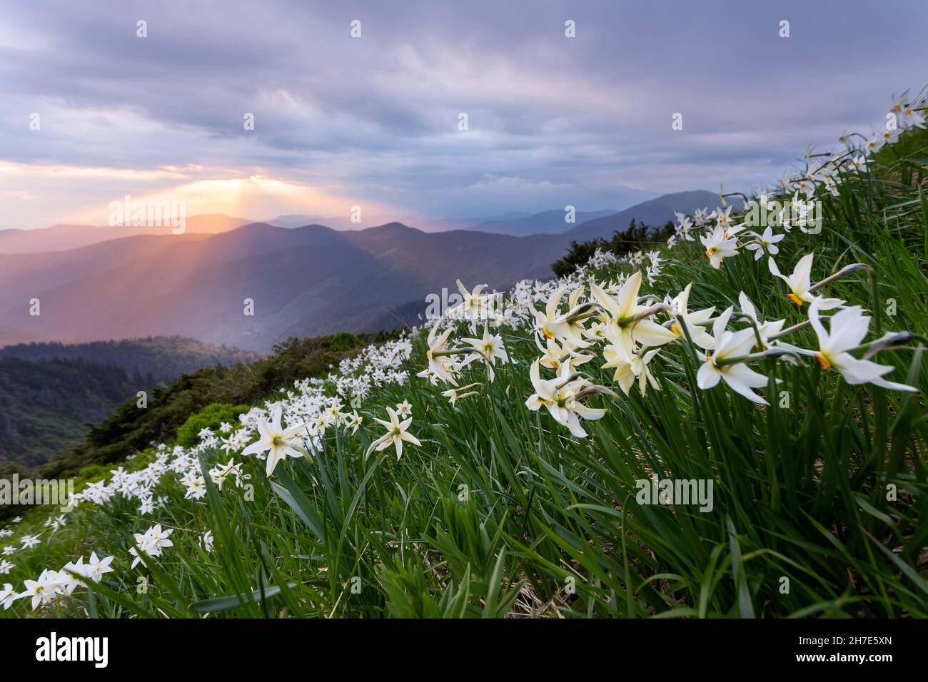 Fiori bianchi di naffodil che sbocciano sulle alte montagne selvatiche. Il tramonto con raggi illumina l'orizzonte. Cielo con le nuvole. Sfondo estivo. ND Foto Stock