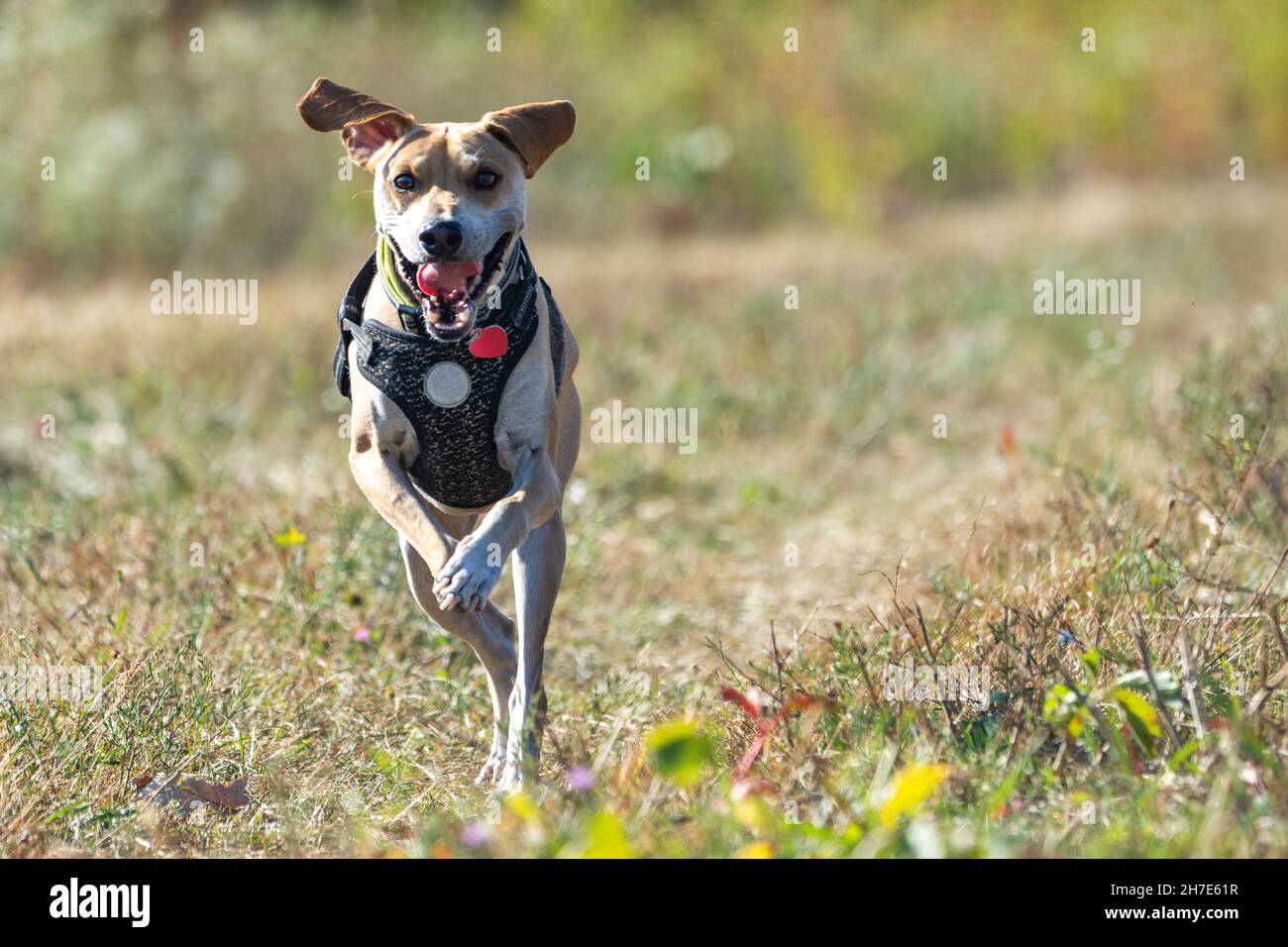 Un cane di razza beagle mix corre attraverso un campo mentre si guarda la fotocamera. Spazio di copia. Foto Stock
