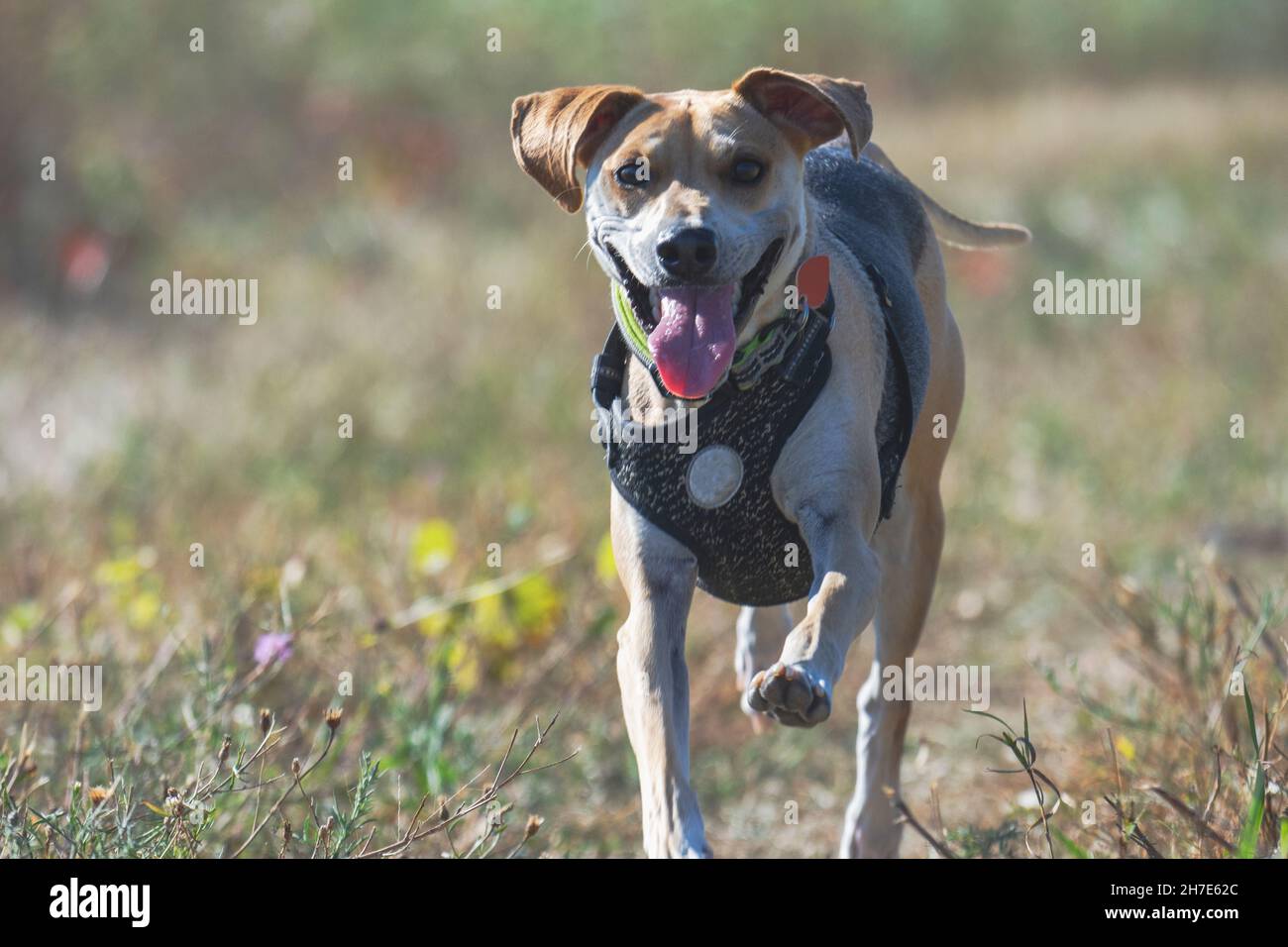 Un cane di razza beagle mix corre attraverso un campo mentre si guarda la fotocamera. Spazio di copia. Foto Stock