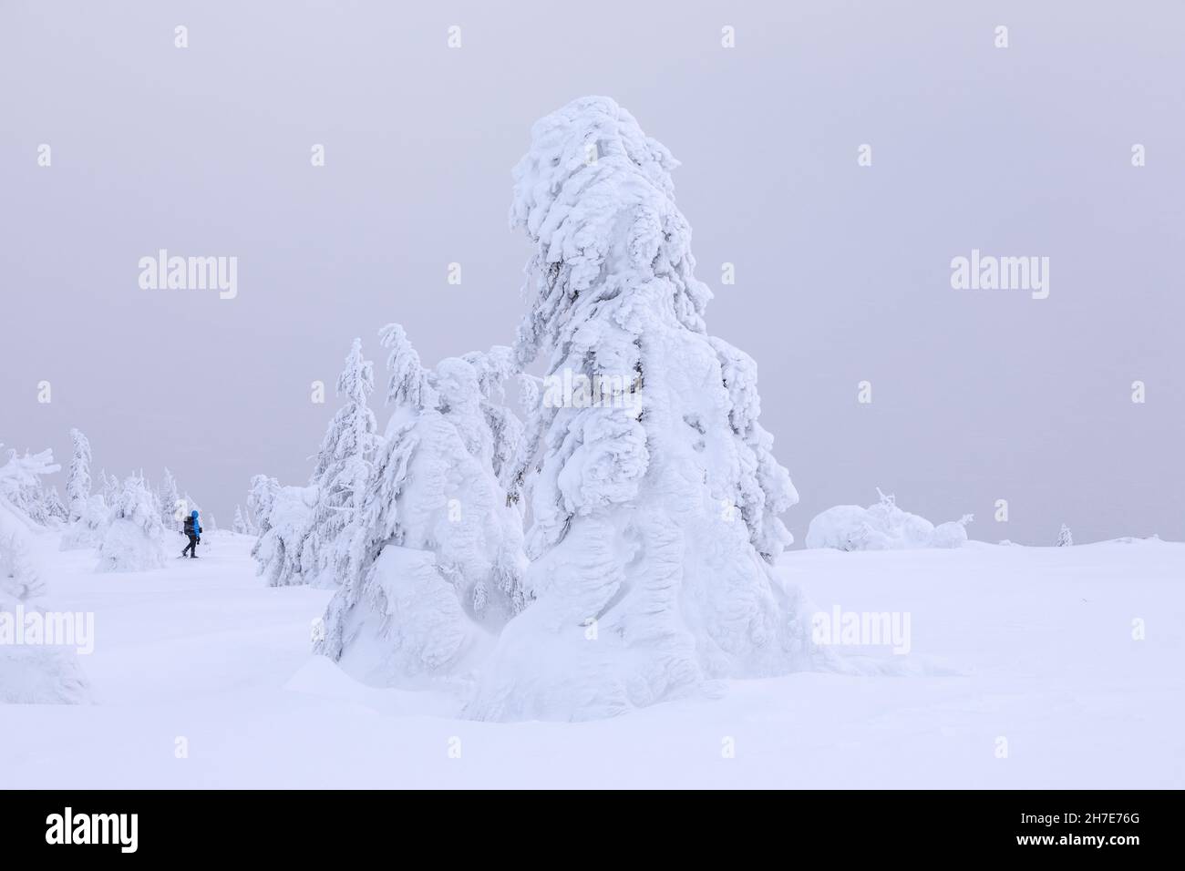 Paesaggio invernale. Paese delle meraviglie di Natale. Prato coperto di gelo nelle nevi. Foresta. Alta montagna. Sfondo innevato. Foto Stock