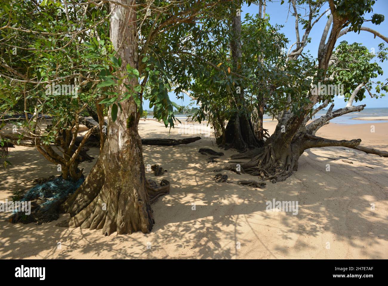 Alberi sulle rive del fiume Pará Baia di Marajó. Barcarena, Brasile Foto Stock