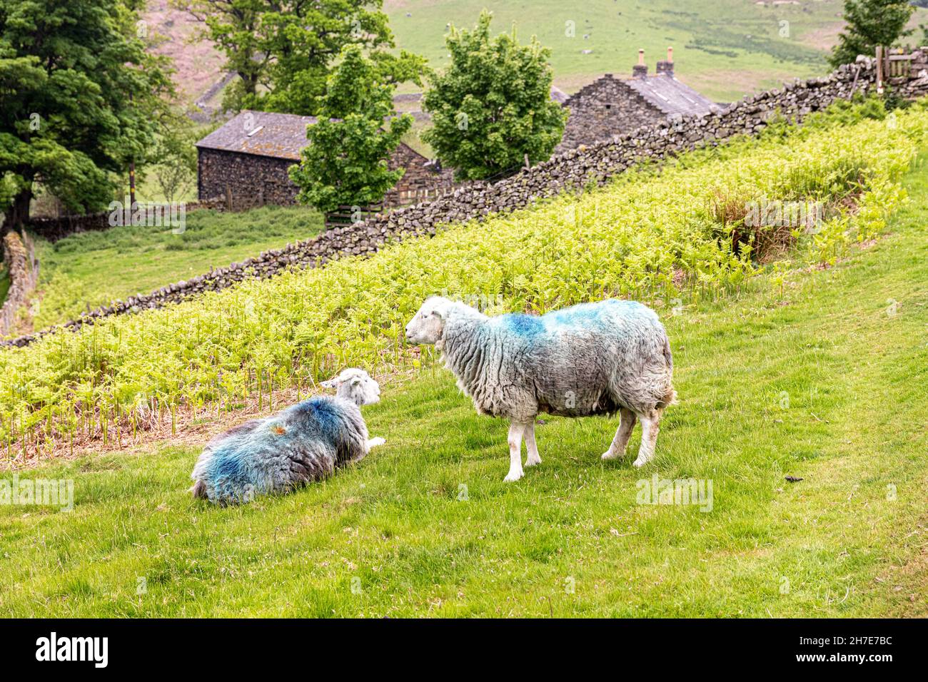 Herdwick pecora pascolo nel Lake District inglese a Martindale, Cumbria Regno Unito Foto Stock