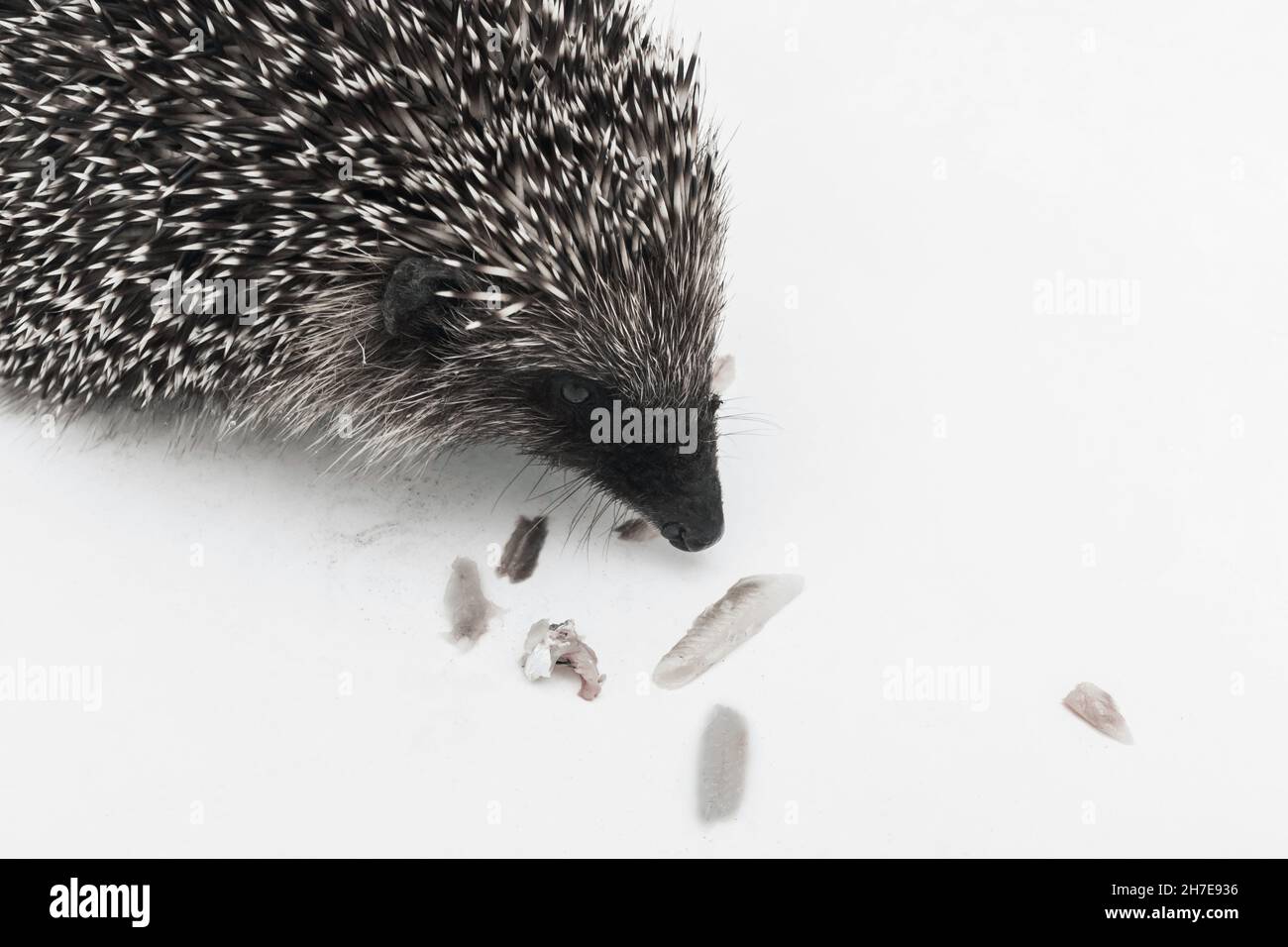 Hedgehog prickly animale di natura selvaggia mammifero mangia i pesci su uno sfondo bianco. Foto Stock