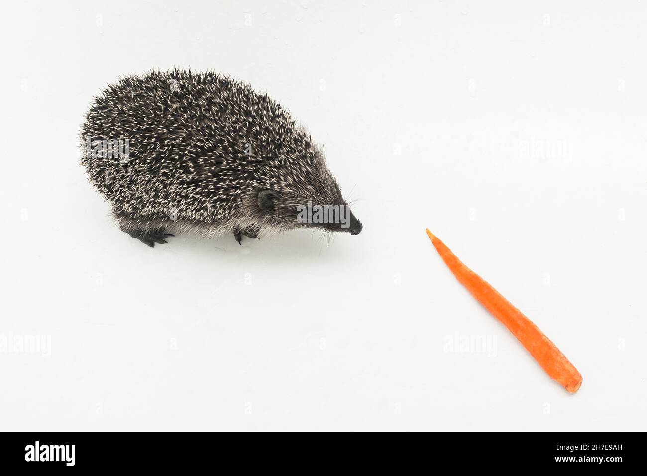 Hedgehog prickly animale di natura selvaggia mammifero mangia le carote su uno sfondo bianco. Foto Stock