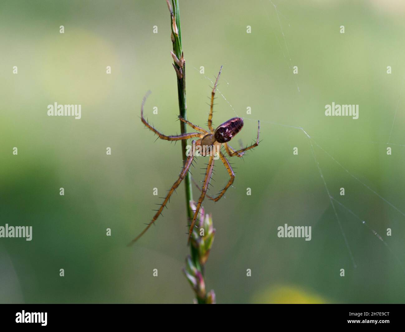 Stemonyphantes lineatus, Spider a testa di cavallo, la New Forest, Hampshire, Regno Unito Foto Stock