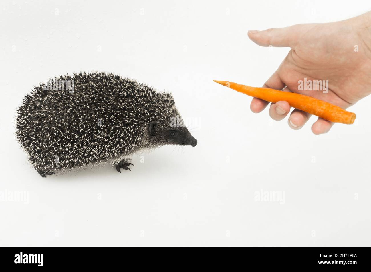 La mano di un uomo estende un hedgehog ad un animale selvatico pungente, un mammifero delle carote su uno sfondo bianco. Foto Stock