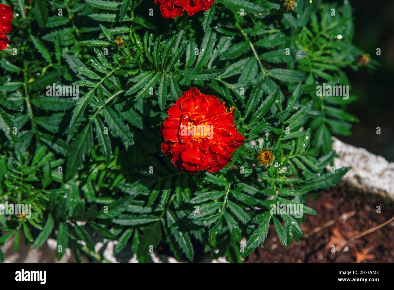 Bellissimi tagetes arancio brillante o fiori di Marigold, che crescono in giardino Foto Stock