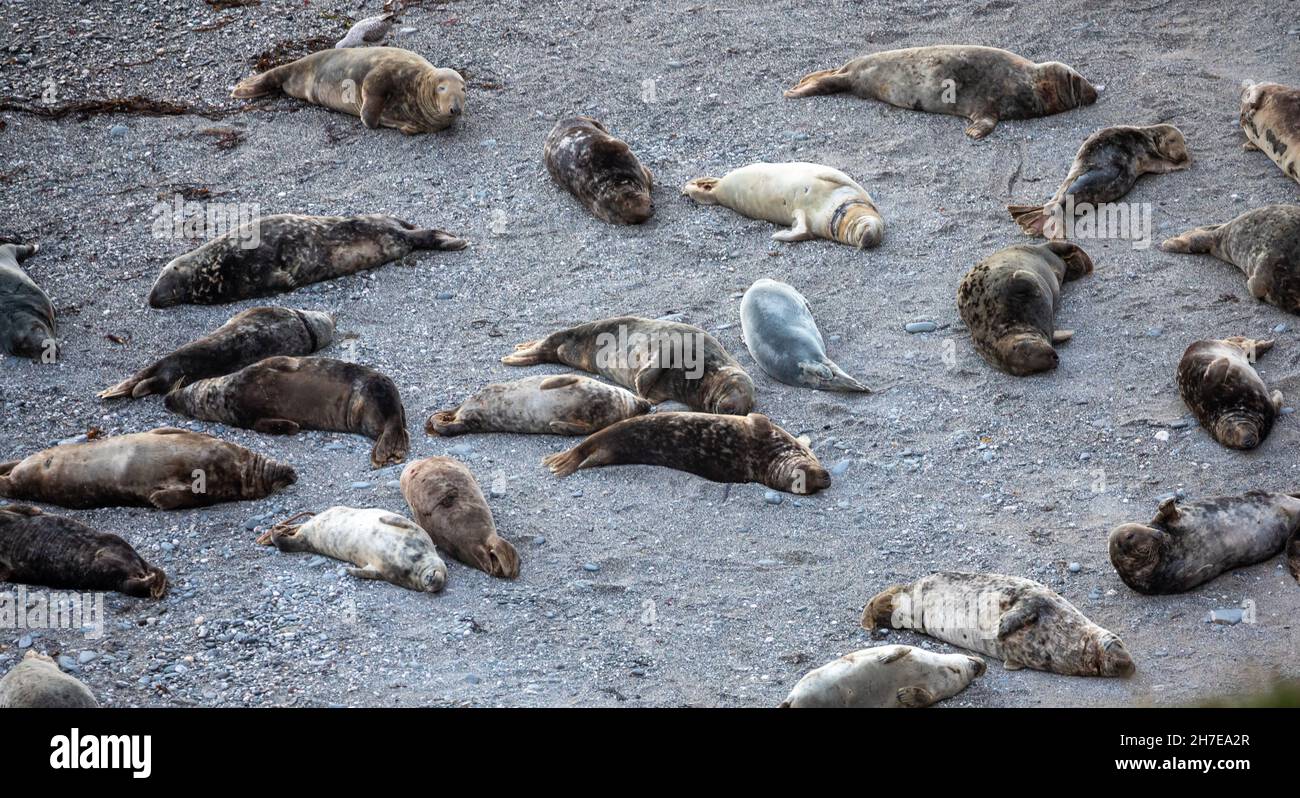 Mutton Cove, Cornovaglia, 22 novembre 2021, Una grande colonia di foche grigie crogiolò al sole mentre si stende sulla spiaggia a Mutton Cove, Cornovaglia.Credit:Keith Larby/Alamy Live News Foto Stock