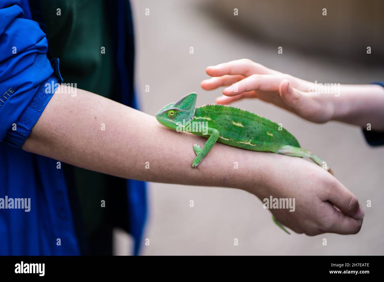 Primo piano di un Chameleon sulla mano di un uomo Foto Stock