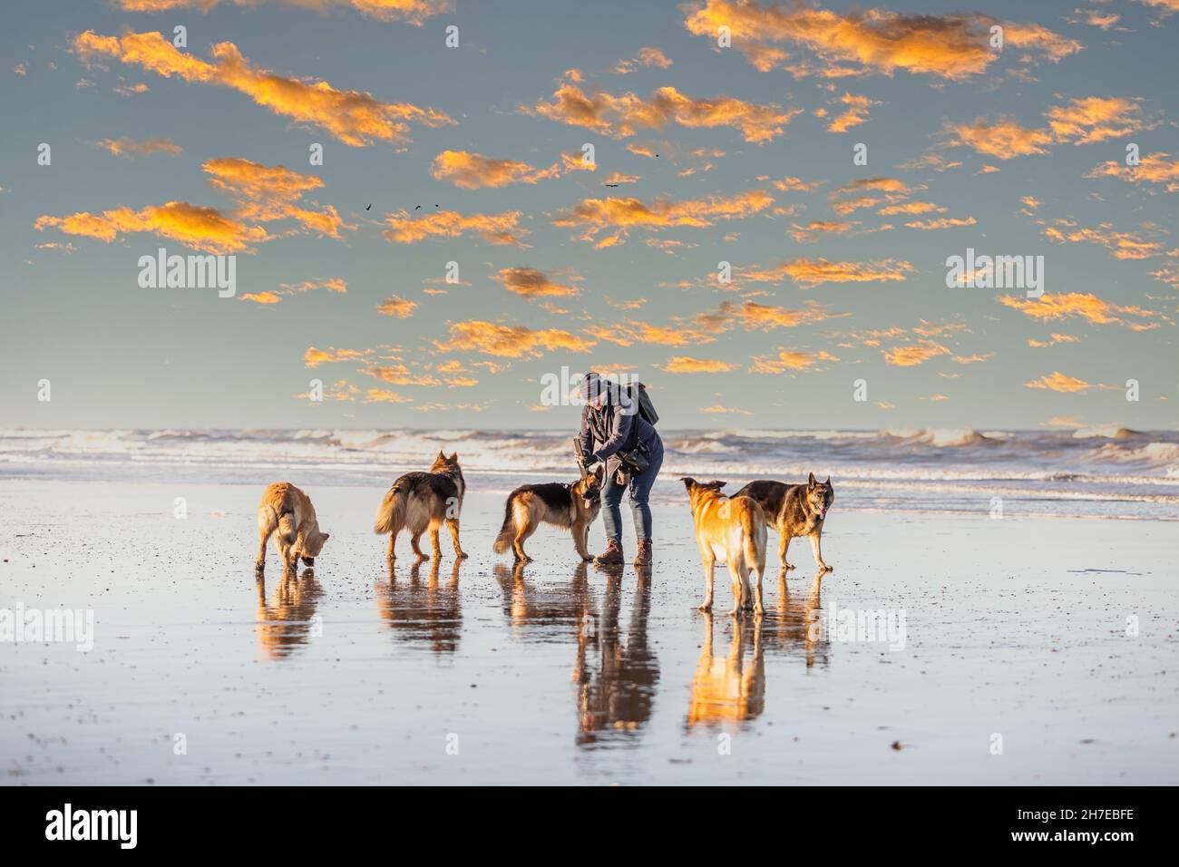 Donna con cinque pastori tedeschi sulla spiaggia nella calda luce del sole che sorge su uno sfondo di nuvole arancioni sparse e surf del mare Foto Stock