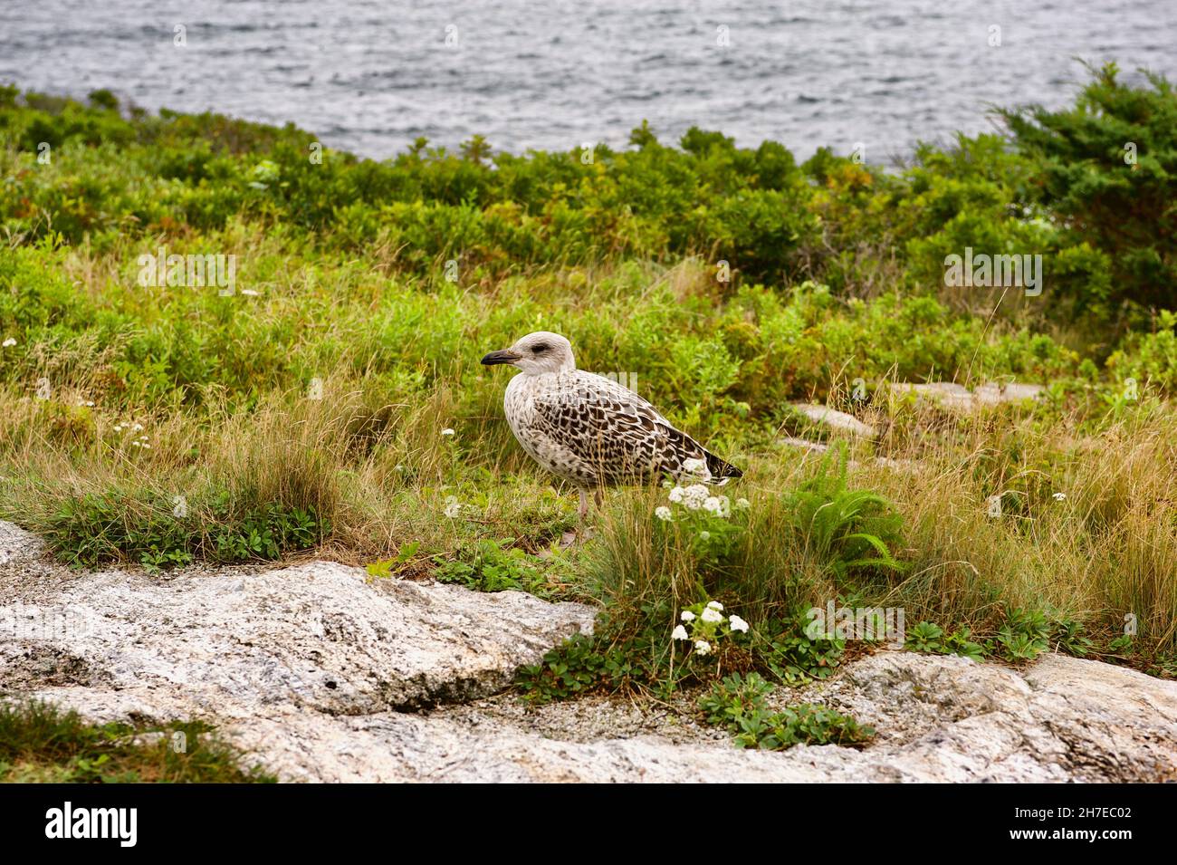 Un piccolo gabbiano su Star Island, Isles of Shoals, New Hampshire. Foto Stock