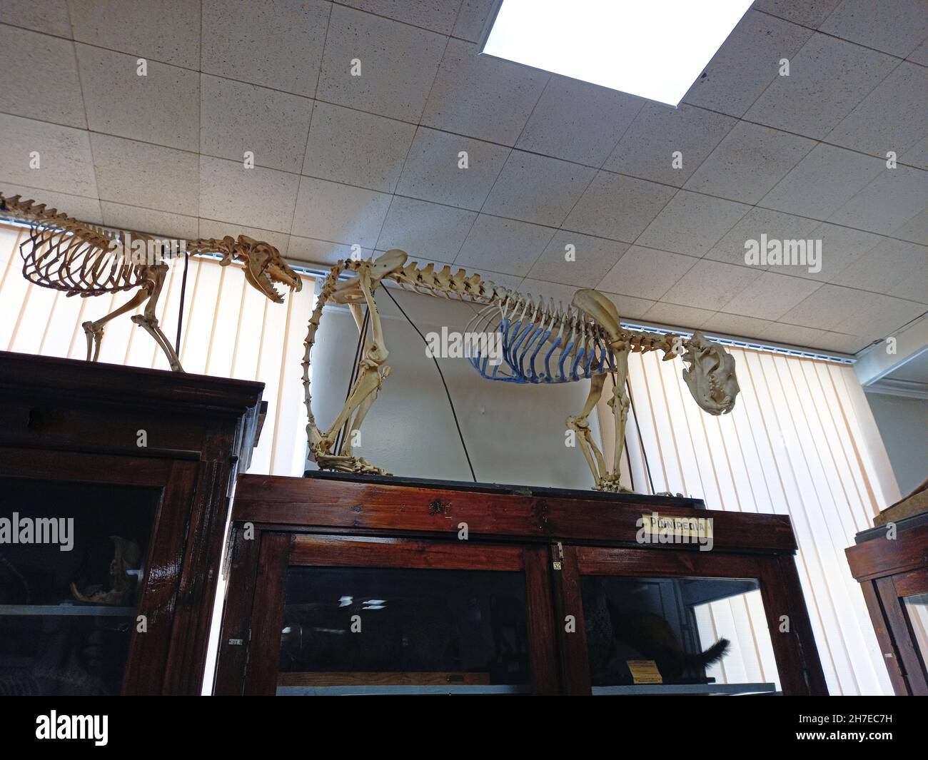 Lo scheletro di un leone. Museo Zoologico. Foto di alta qualità Foto Stock