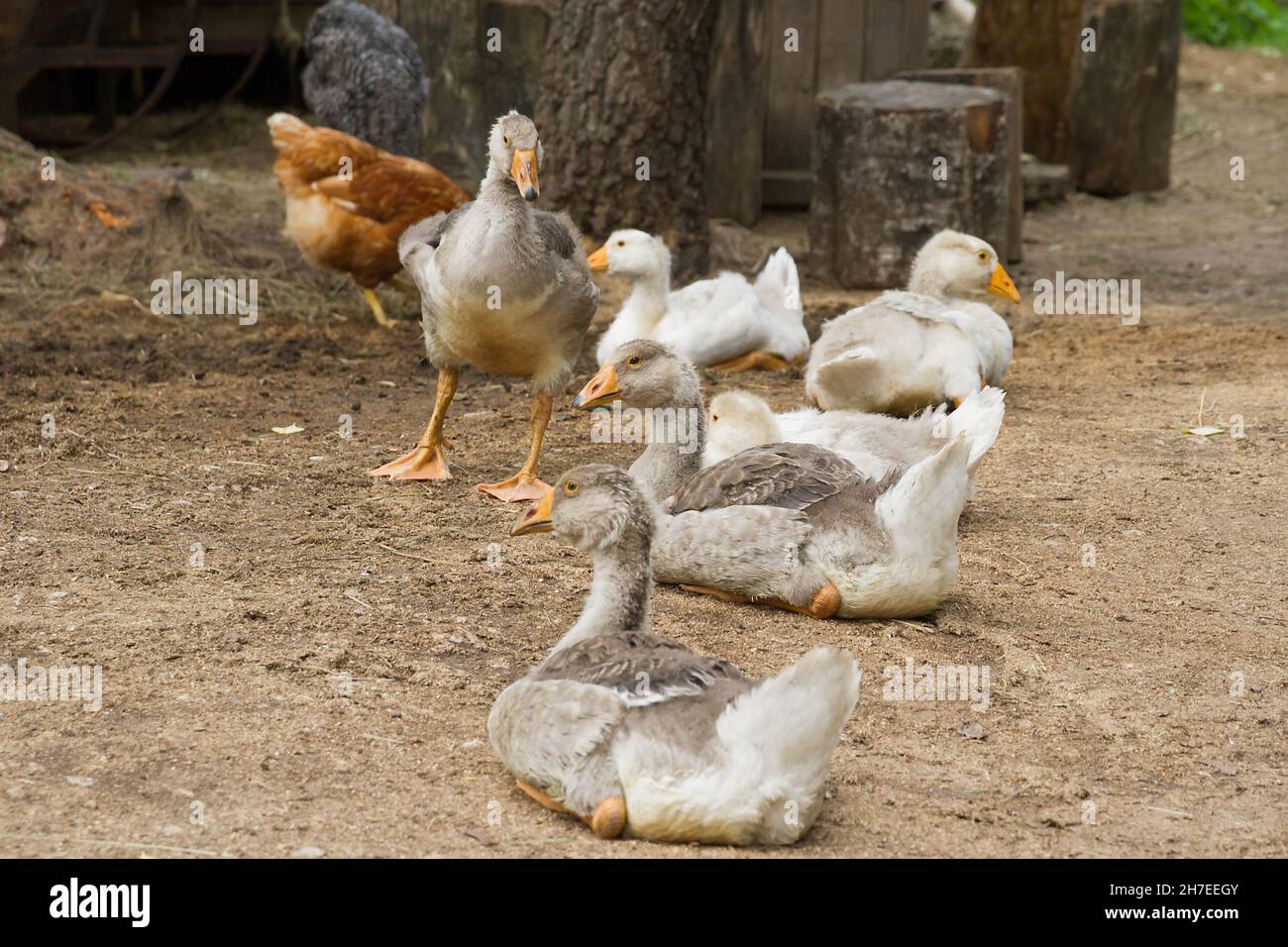 Pollame che tiene. Giovani imbragature in una fattoria di pollame. Foto Stock