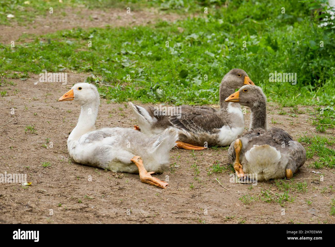 Pollame che tiene. Giovani imbragature in una fattoria di pollame. Foto Stock