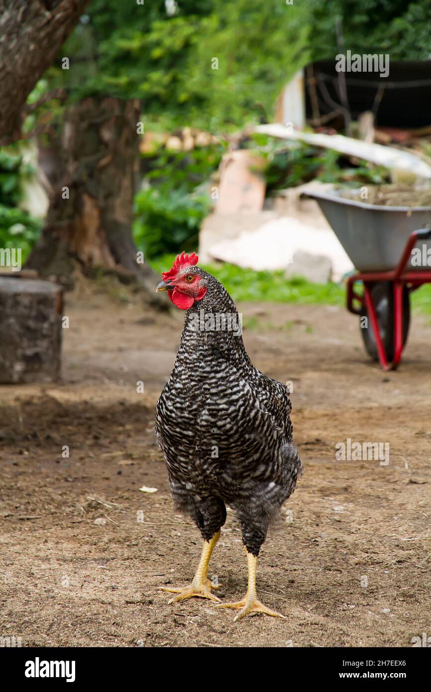 Pollame che tiene. Pollo sul territorio di un allevamento di pollame. Foto Stock