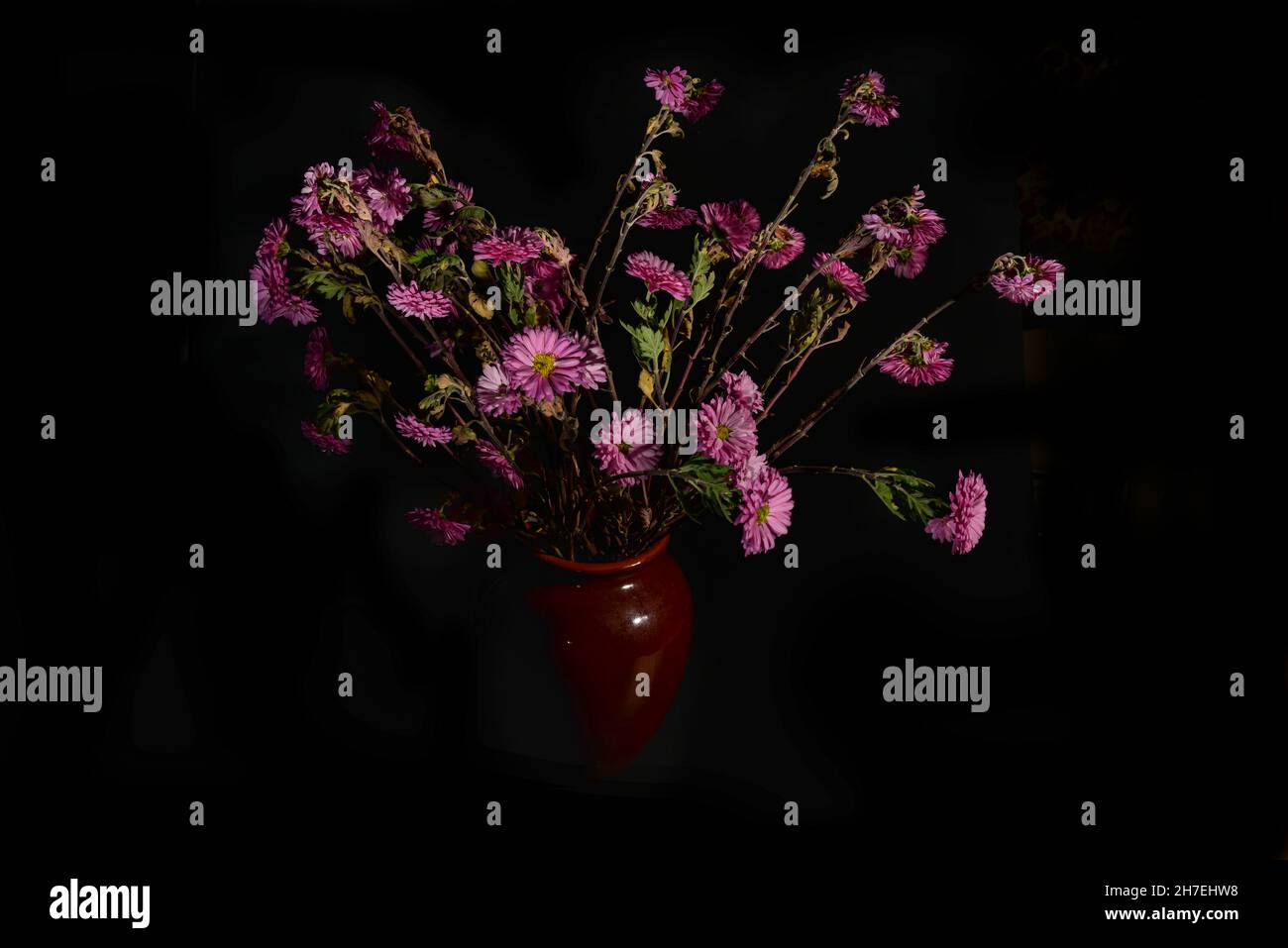 Fiori rosa appassiti di Chrysanthemum in un vaso su sfondo nero. Vista frontale Foto Stock