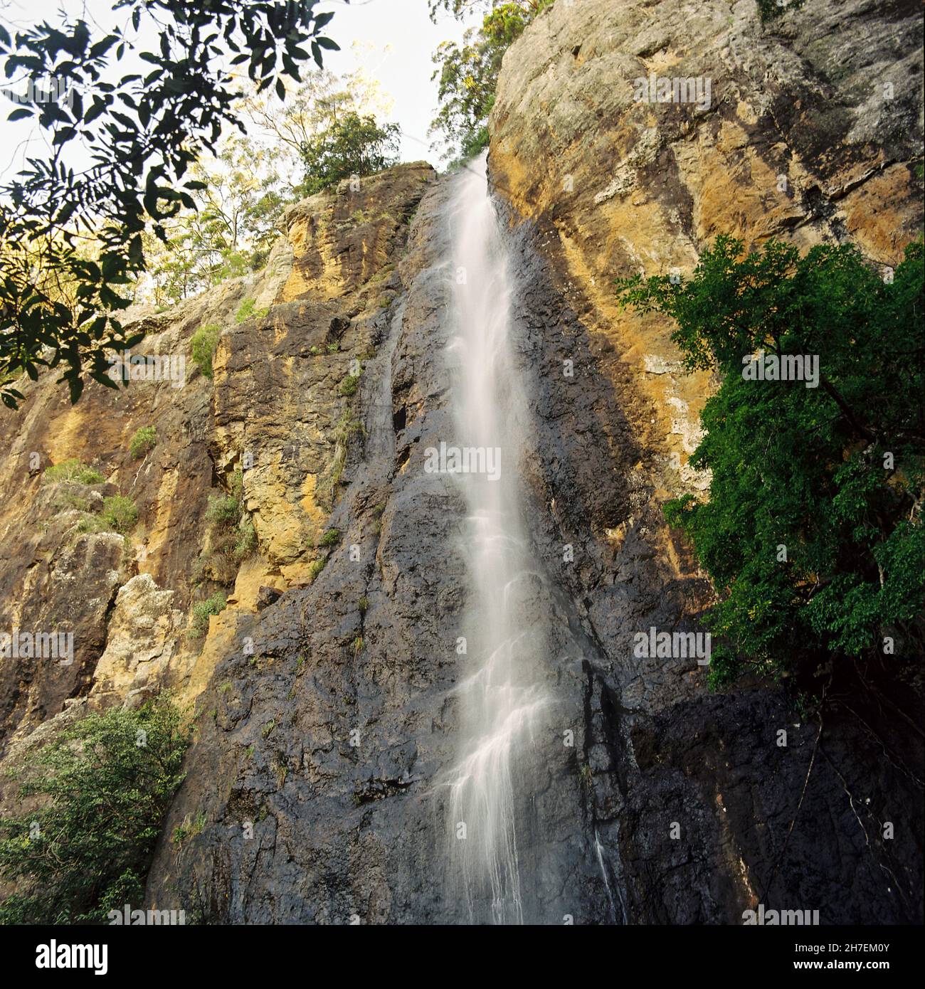 Purling Brook Falls, Springbrook National Park, Gold Coast, Queensland, Australia. Foto Stock