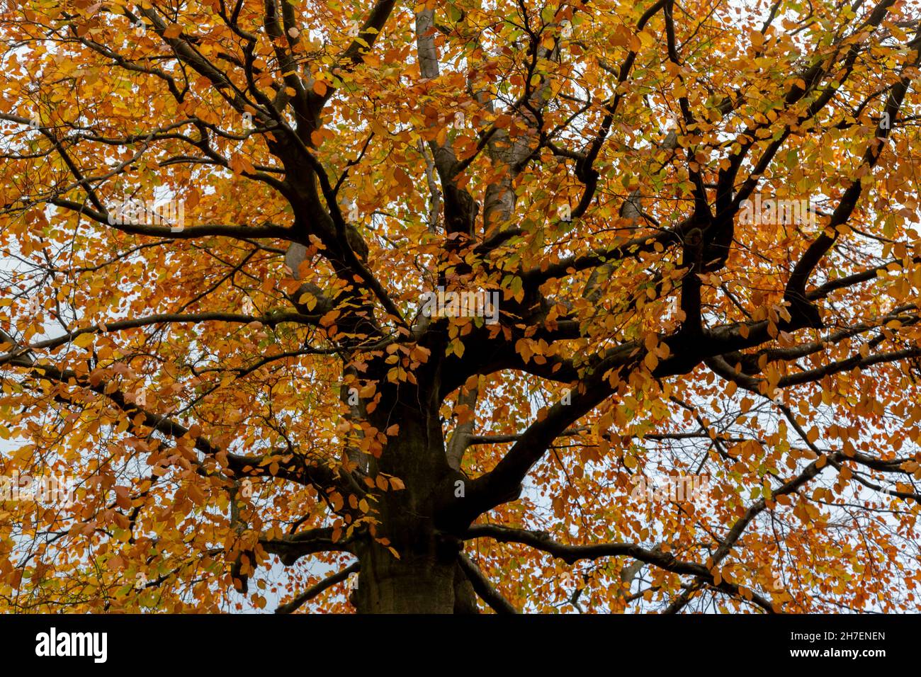 Un faggio di rame in autunno visto dal basso. Guardando fino ai rami coperti di foglie dorate. Foto Stock