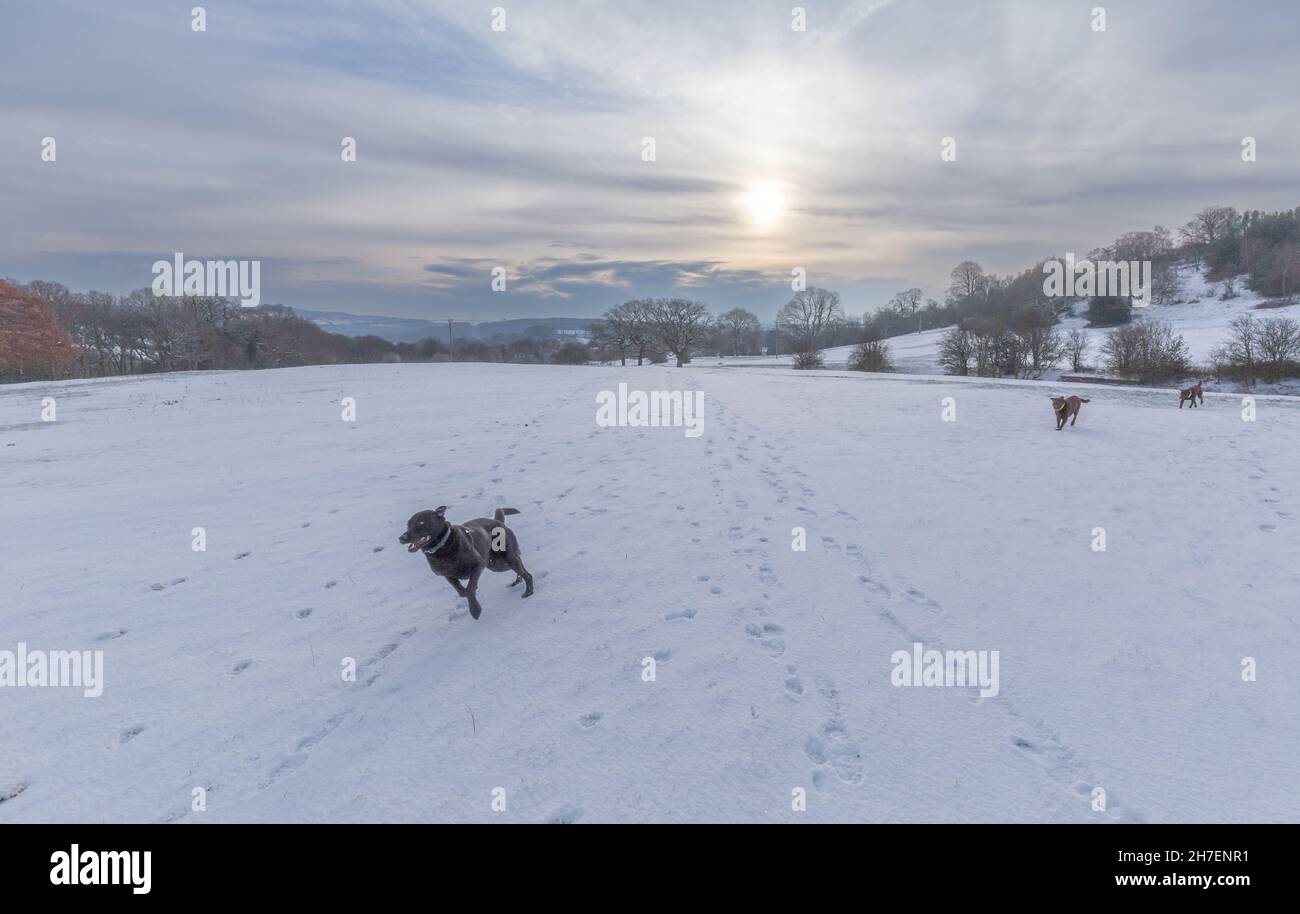 Cani che corrono nella neve a Baillon, Yorkshire, Inghilterra. Foto Stock