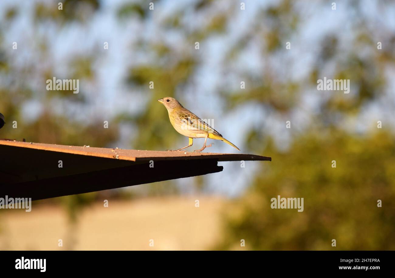 Canarinhos (sicalis flaveola) Foto Stock