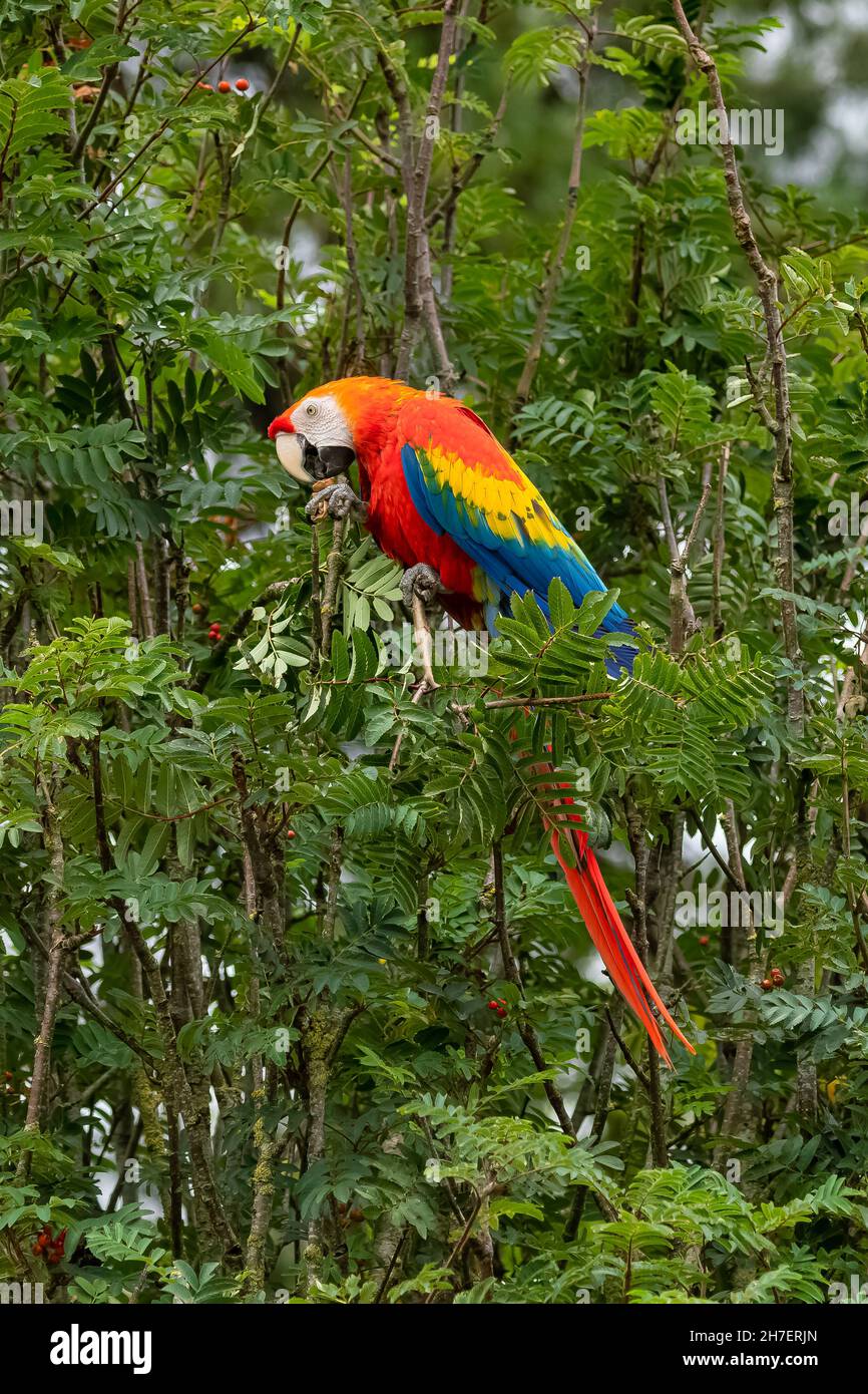 Scarlatto macaws, Ara macao, un bel pappagallo arroccato su un albero Foto Stock