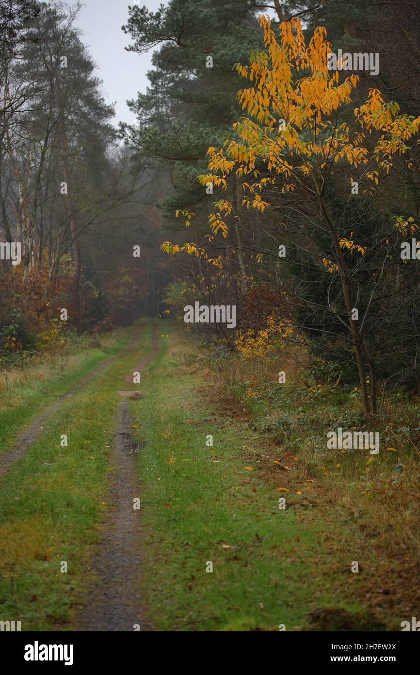 sentiero forestale nel bosco Foto Stock