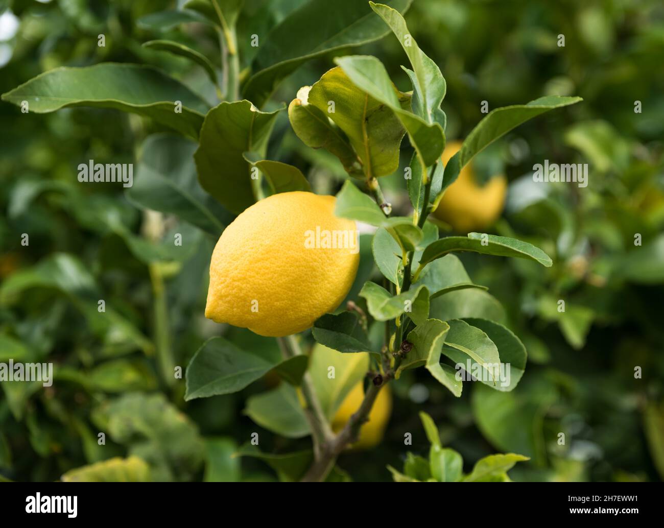 Limone giallo maturo, limone di Citrus, su un albero in spagna Foto Stock