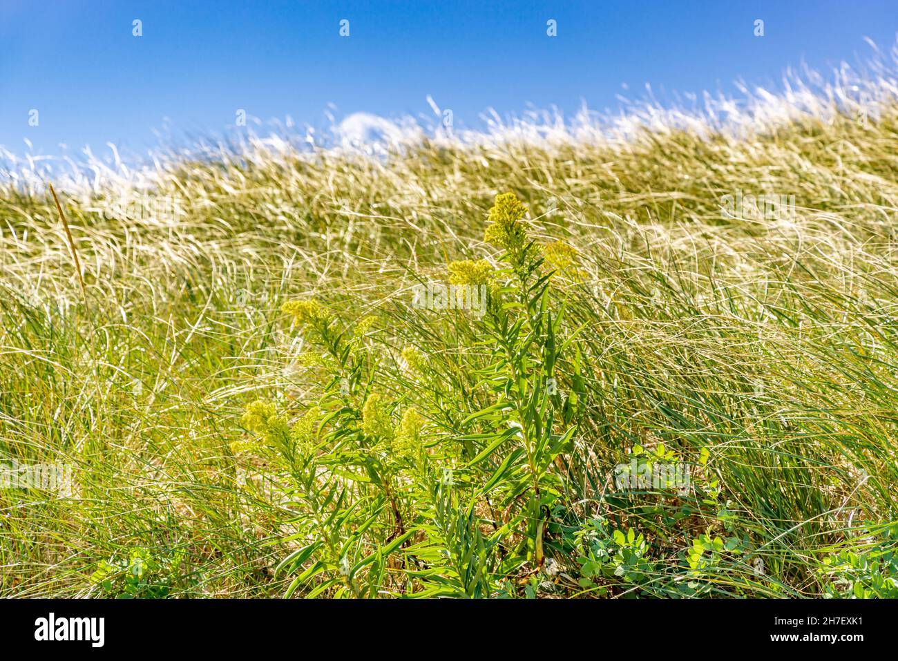 Primo piano di erba spiaggia in una spiaggia di oceano Foto Stock