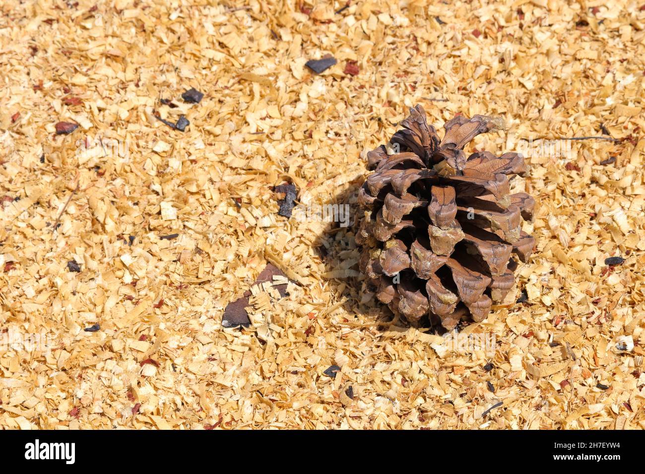 Monterey Pinecone su Pino Segatura (Pinus radiata) Foto Stock