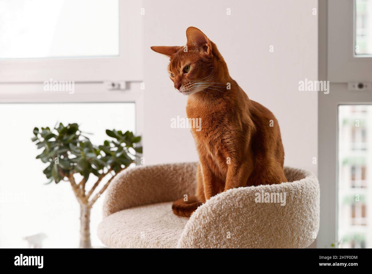 Gatto Abissiniano seduto alla torre. Bel gattino con capelli corti purefred Foto Stock