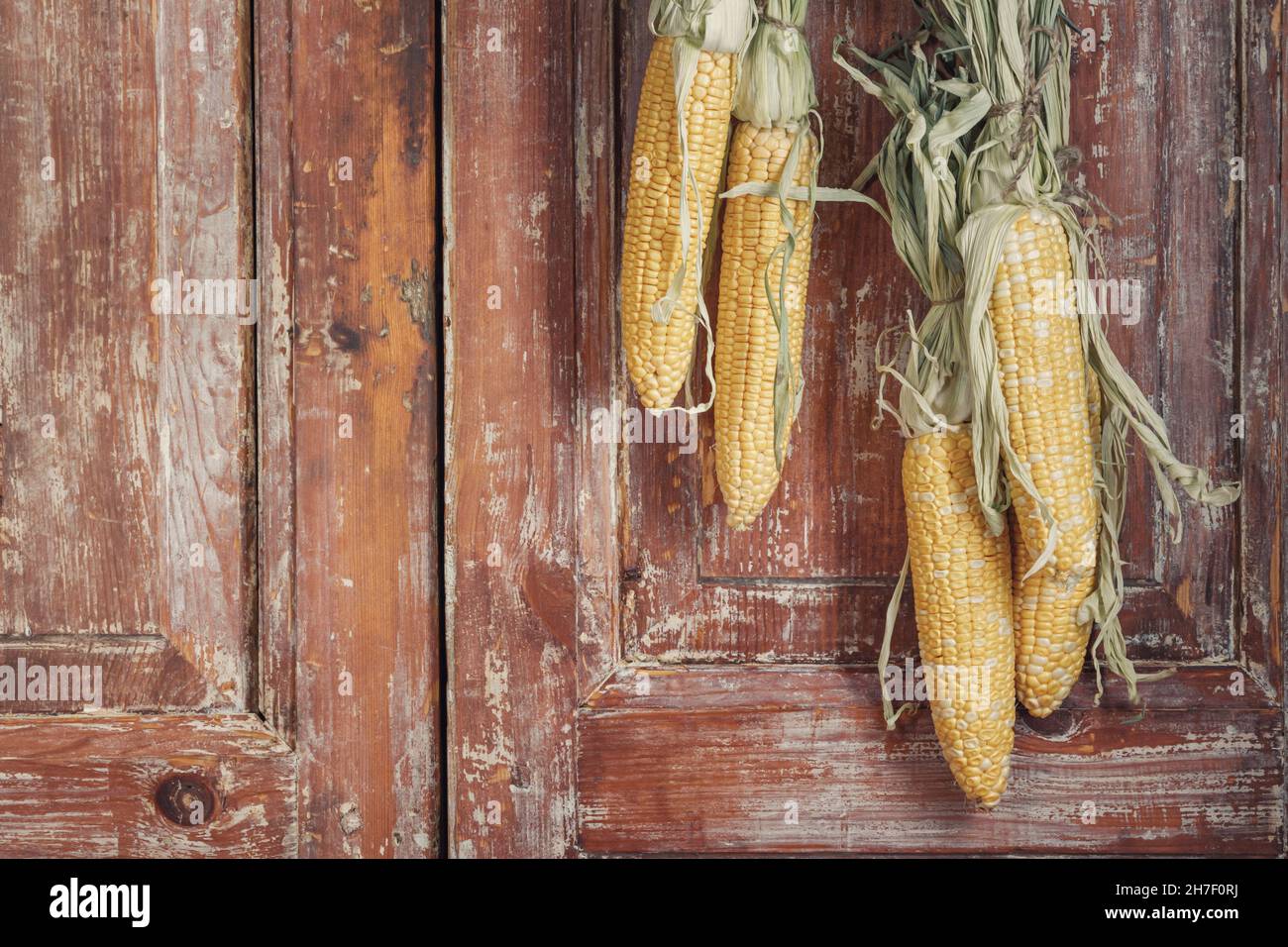 Autunno ancora vita con orecchie appese di mais in una casa rurale sullo sfondo di vecchie porte di legno con spazio per il testo Foto Stock