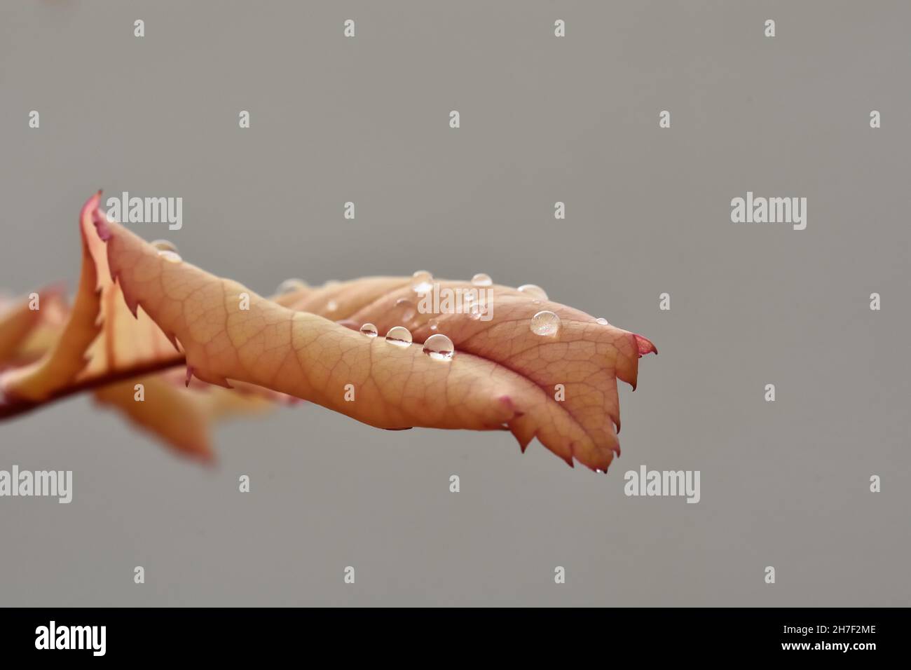 Gocce di pioggia sferiche sulla superficie di una foglia marrone Foto Stock