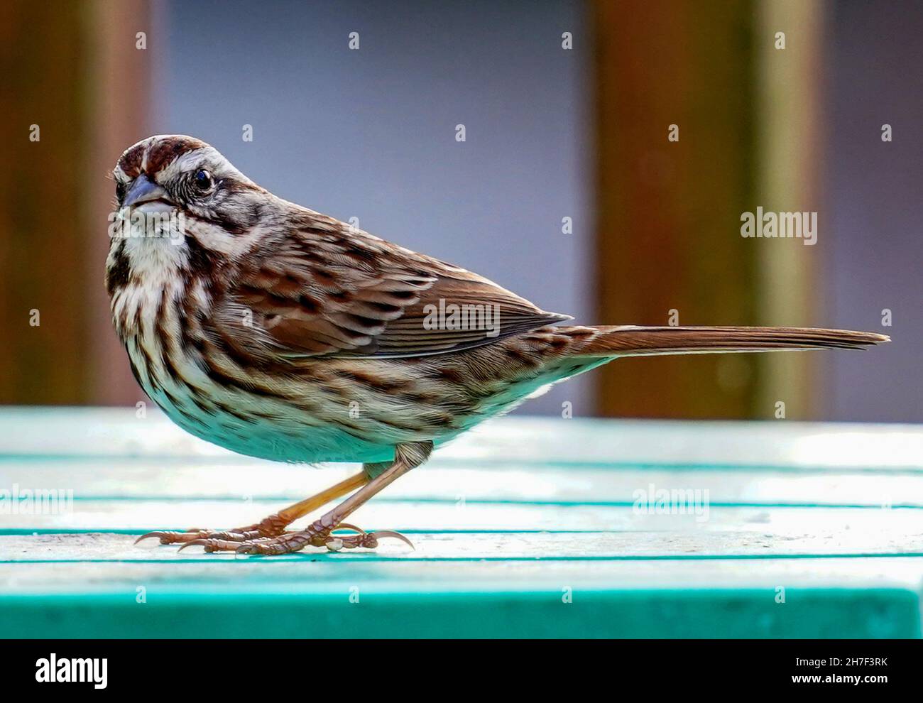 Piccolo Sparrow a righe su un tavolo da picnic Foto Stock