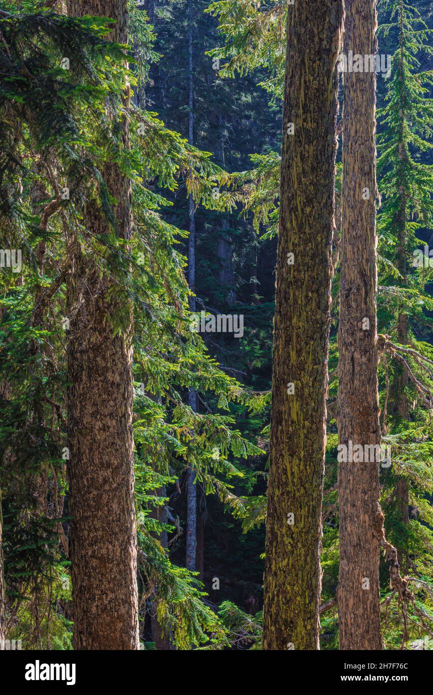 Antica foresta lungo il Pacific Crest Trail nella Cascade Range, Mount Baker-Snoqualmie National Forest, Washington state, USA Foto Stock